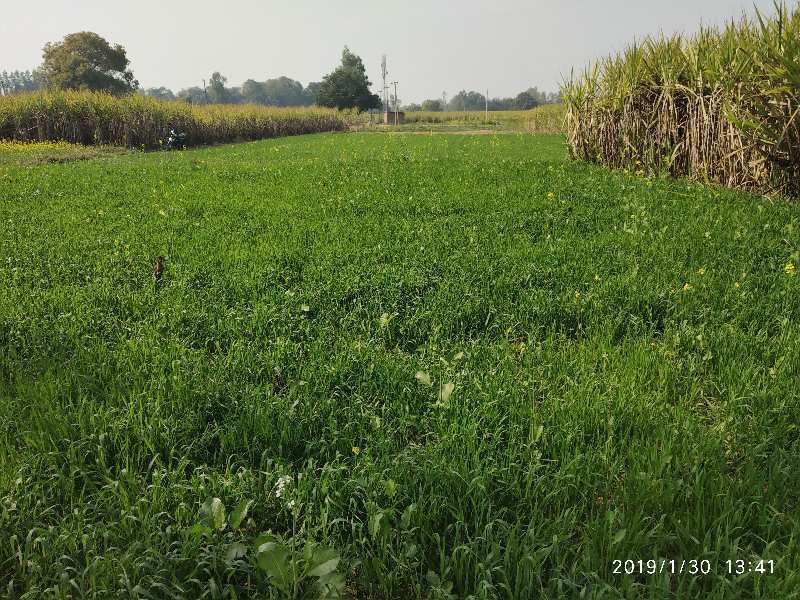Agricultural Land 275 Sq. Yards for Sale in