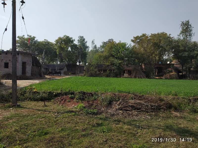 Agricultural Land 1650 Sq. Yards for Sale in Ayodhya, Faizabad (REI804260)