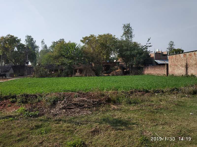 Agricultural Land 1650 Sq. Yards for Sale in Ayodhya, Faizabad