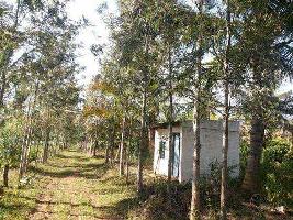  Agricultural Land for Sale in Kanathi, Chikmagalur
