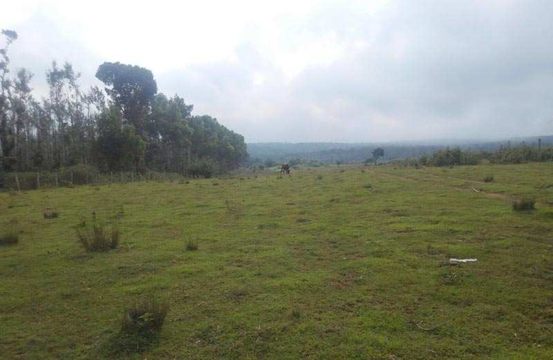 Agricultural Land 2 Ares for Sale in Sakleshpur, Hassan
