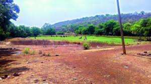 Agricultural Land 10 Acre for Sale in Dadri, Bhiwani