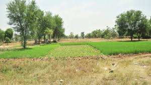 Agricultural Land 5 Acre for Sale in Dadri, Bhiwani