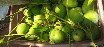  Agricultural Land for Sale in Malvan, Sindhudurg