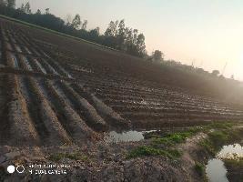  Agricultural Land for Sale in Barwala, Panchkula