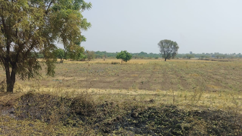  Agricultural Land 10 Acre for Sale in Shirdi, Ahmednagar