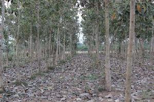  Agricultural Land for Sale in Perumbakkam, Chennai