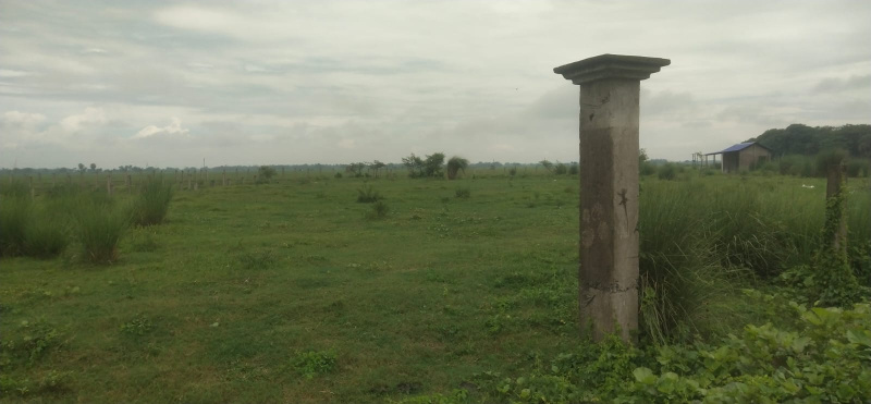  Agricultural Land 5 Bigha for Sale in Burdwan-i Block, Bardhaman