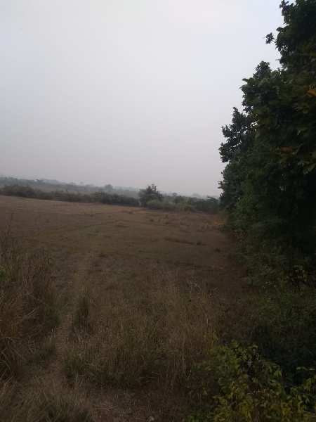 Agricultural Land 25 Bigha for Sale in Gourangapur, Bardhaman
