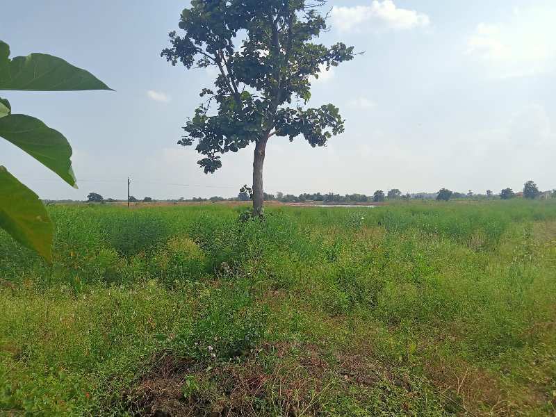 Agricultural Land 6 Acre for Sale in Karanja, Washim