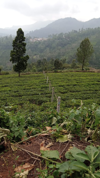  Agricultural Land 1 Acre for Sale in Kotagiri, Ooty