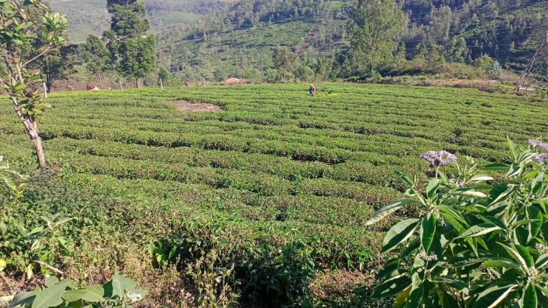  Agricultural Land 1 Acre for Sale in Kotagiri, Ooty