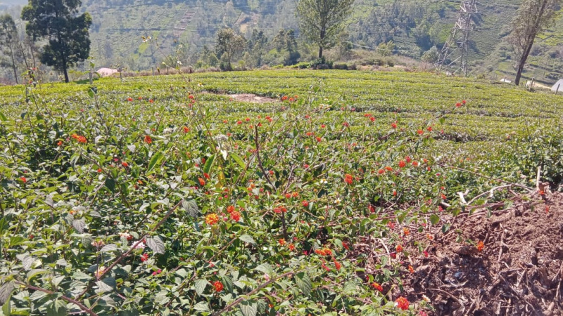  Agricultural Land 1 Acre for Sale in Kotagiri, Ooty