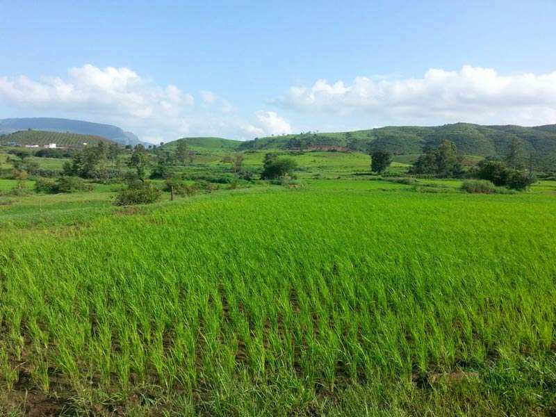Agricultural Land 10 Guntha for Sale in