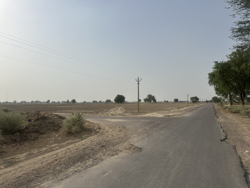  Agricultural Land 25 Bigha for Sale in Padampur, Ganganagar