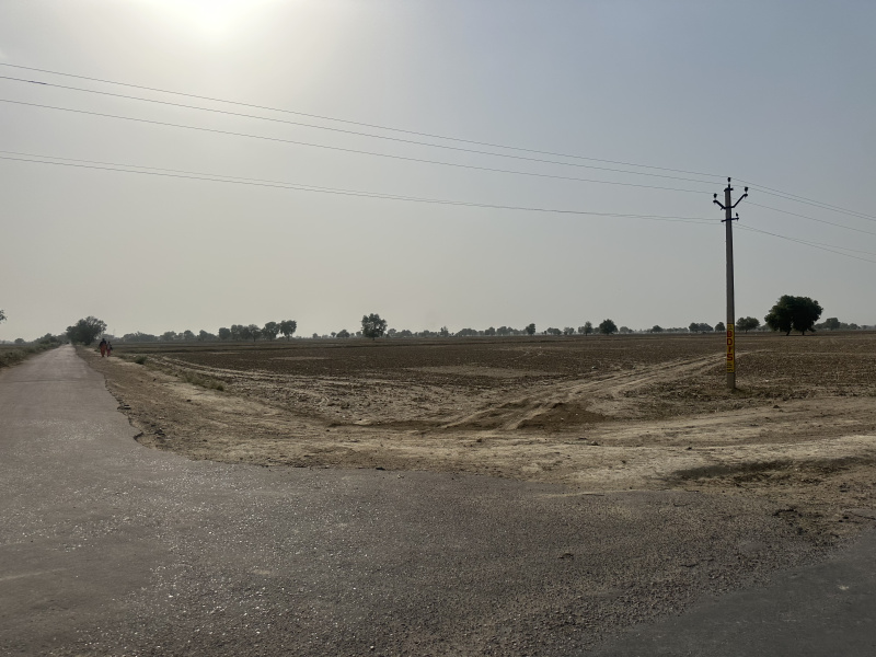  Agricultural Land 25 Bigha for Sale in Padampur, Ganganagar