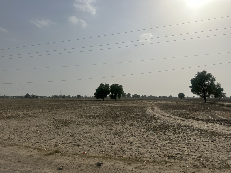  Agricultural Land 25 Bigha for Sale in Padampur, Ganganagar