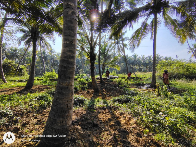 Residential Plot 40 Cent for Sale in Pinarayi, Kannur