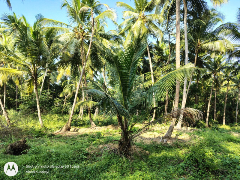  Residential Plot 40 Cent for Sale in Pinarayi, Kannur
