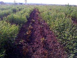  Agricultural Land for Sale in Lohara, Osmanabad