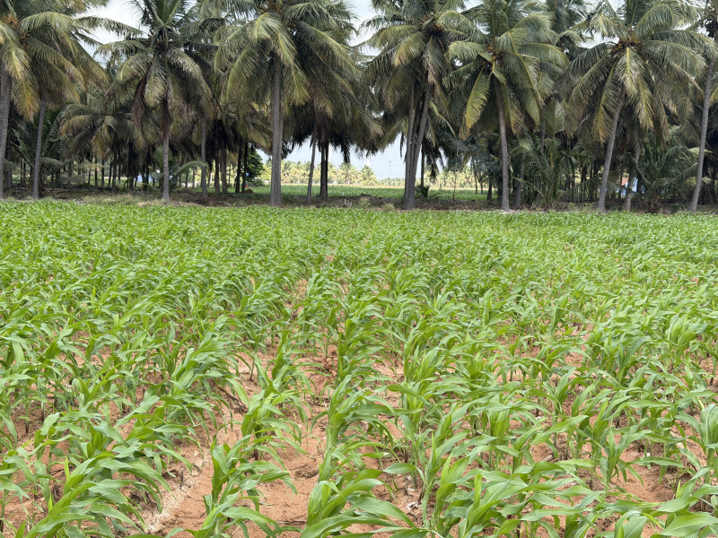  2 Acre Agricultural/Farm Land for Sale in Kalapatti, Coimbatore