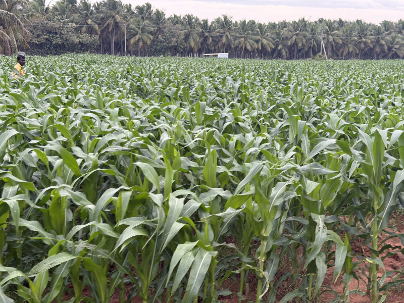  2 Acre Agricultural/Farm Land for Sale in Kalapatti, Coimbatore