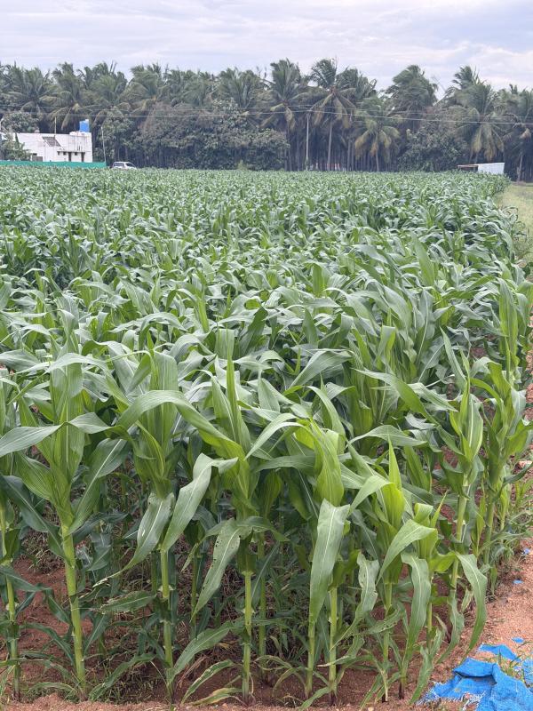  2 Acre Agricultural/Farm Land for Sale in Kalapatti, Coimbatore