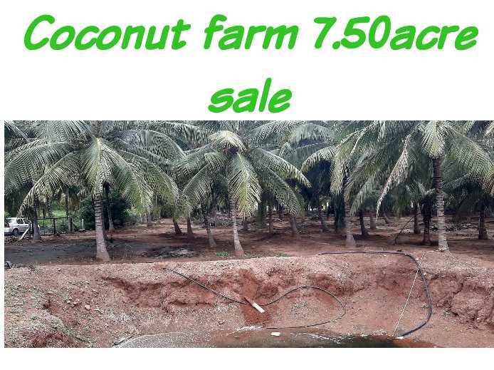 Agricultural Land 1 Acre for Sale in Gandhipuram, Coimbatore