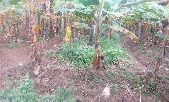  Agricultural Land for Sale in Manjeri, Malappuram