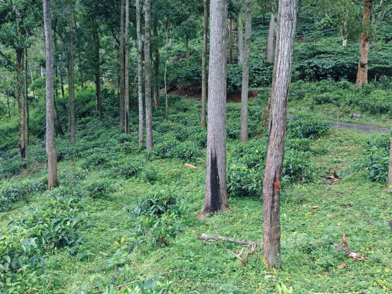  525 Acre Agricultural/Farm Land for Sale in Kotagiri, Ooty