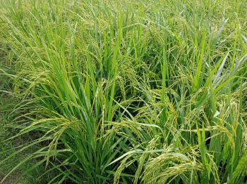  Agricultural Land for Sale in Barundhan, Bundi