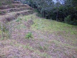  Agricultural Land for Sale in Dhotrey, Darjeeling