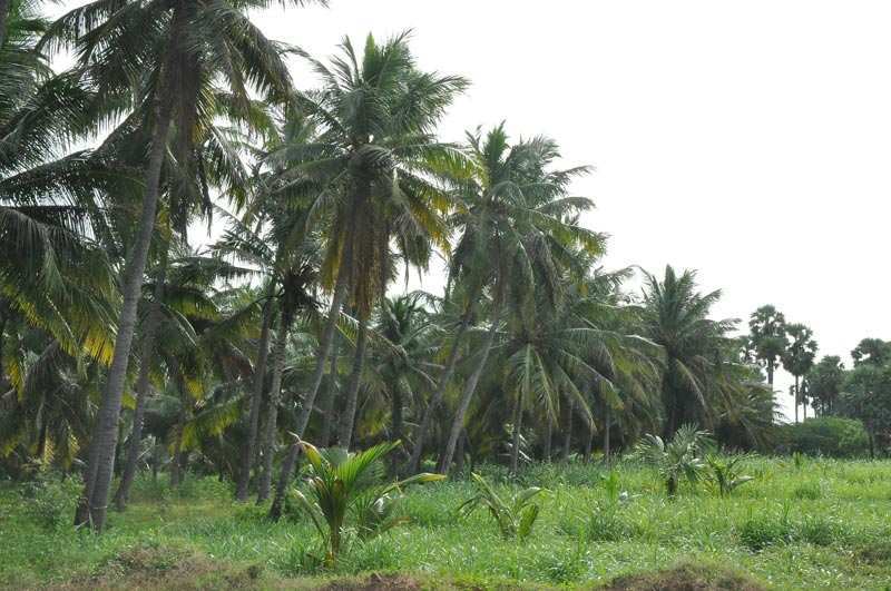 Agricultural Land 10 Acre for Sale in Gudiyatham, Vellore