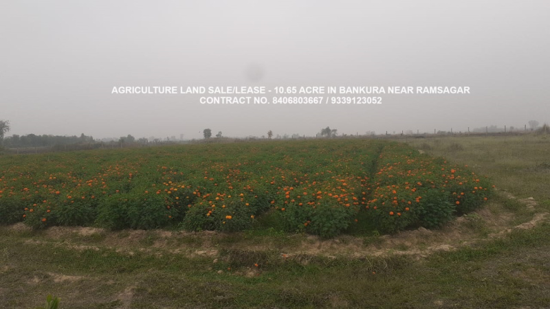  Agricultural Land 11 Acre for Sale in Ondagram, Bankura