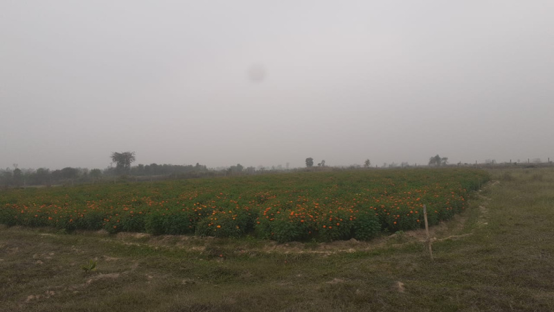  Agricultural Land 11 Acre for Sale in Ondagram, Bankura