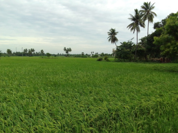  Agricultural Land for Sale in Madhurandagam, Chennai