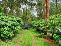  5 Acre Agricultural/Farm Land for Sale in Kushalnagar, Kodagu