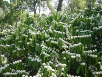  5 Acre Agricultural/Farm Land for Sale in Kushalnagar, Kodagu